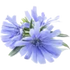 Cichorium Intybus