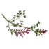 Fumaria Officinalis