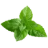 Mentha Piperita